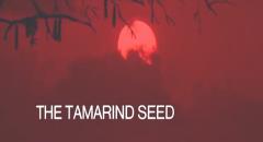 Il seme del tamarindo