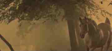 Il sogno dell'unicorno