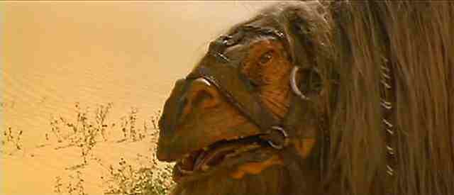 Animale da allevamento